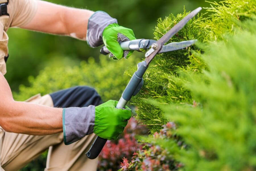 Pruning shrubs landscaping service